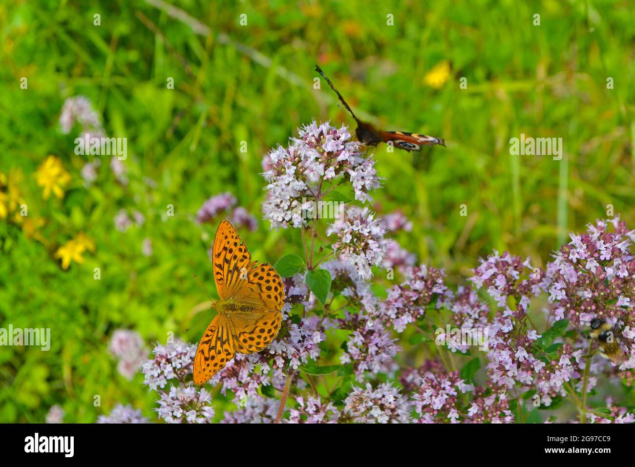 Peacock and male silver-washed fritillary butterflies on wild marjoram in rewilded patch near Charles Darwin's old house at Downe, Kent, England, UK Stock Photo