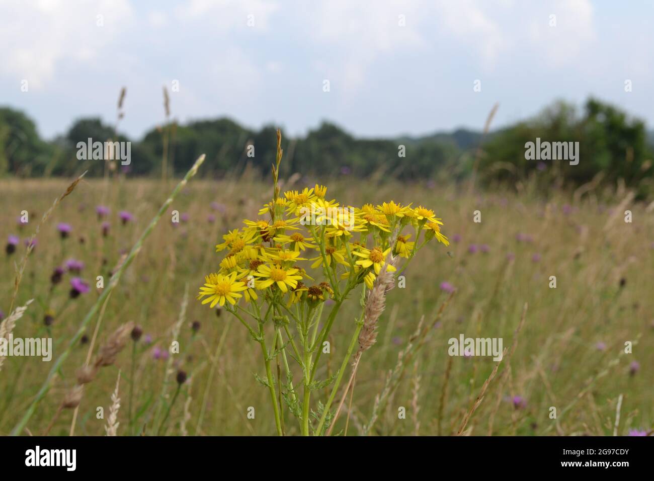 Ragwort in a field at Downe, Kent, England Stock Photo - Alamy