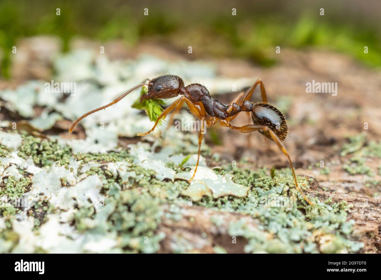Winnow Ant (Aphaenogaster rudis) Stock Photo