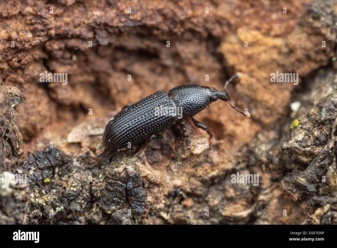 A weevil (Cossonus corticola) explores the bark of a dead oak tree. Stock Photo