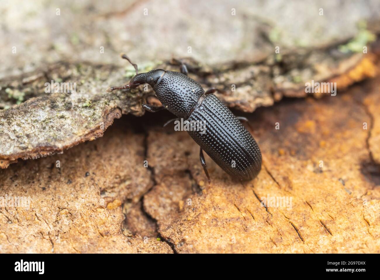 A weevil (Cossonus corticola) explores the bark of a dead oak tree. Stock Photo