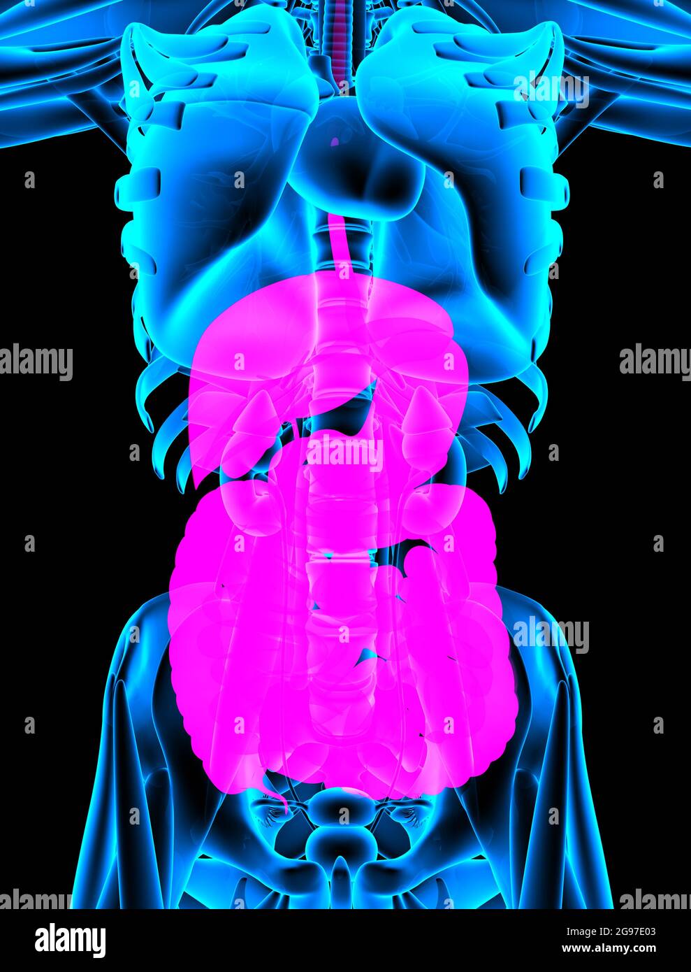 Digestive System xray close up. 3d rendering Stock Photo Alamy
