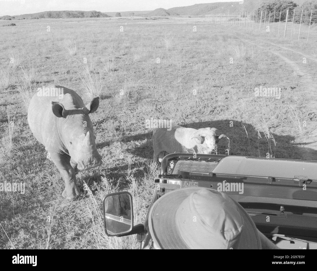Rhino ranger south africa Black and White Stock Photos & Images - Alamy