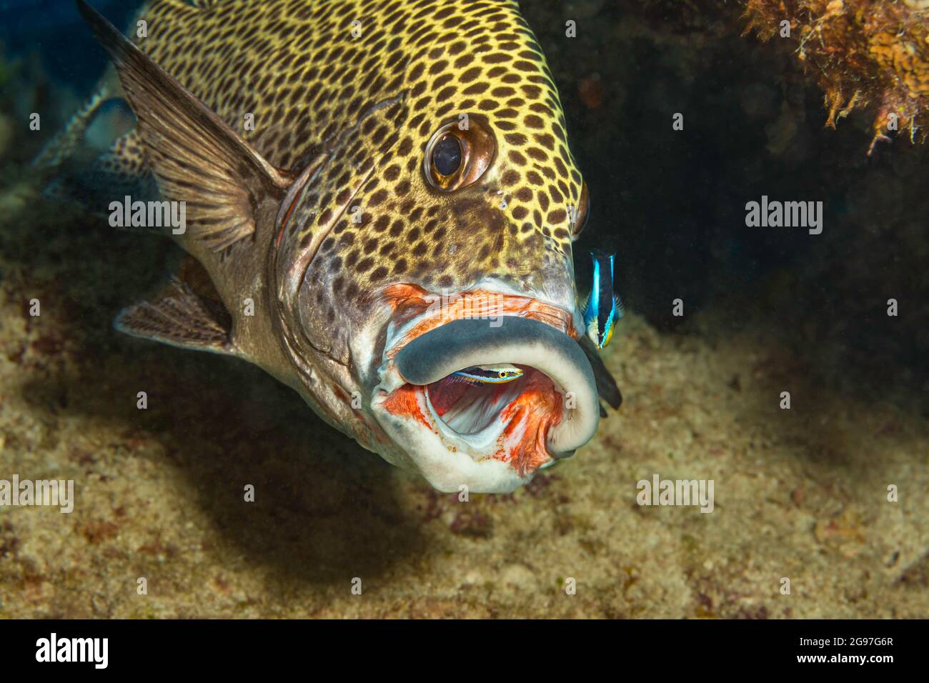 Two adult bluestreak cleaner wrasse, Labroides dimidiatus, are carefully searching the clown sweetlips, Plectorhinchus chaetodonoides, for parasites, Stock Photo