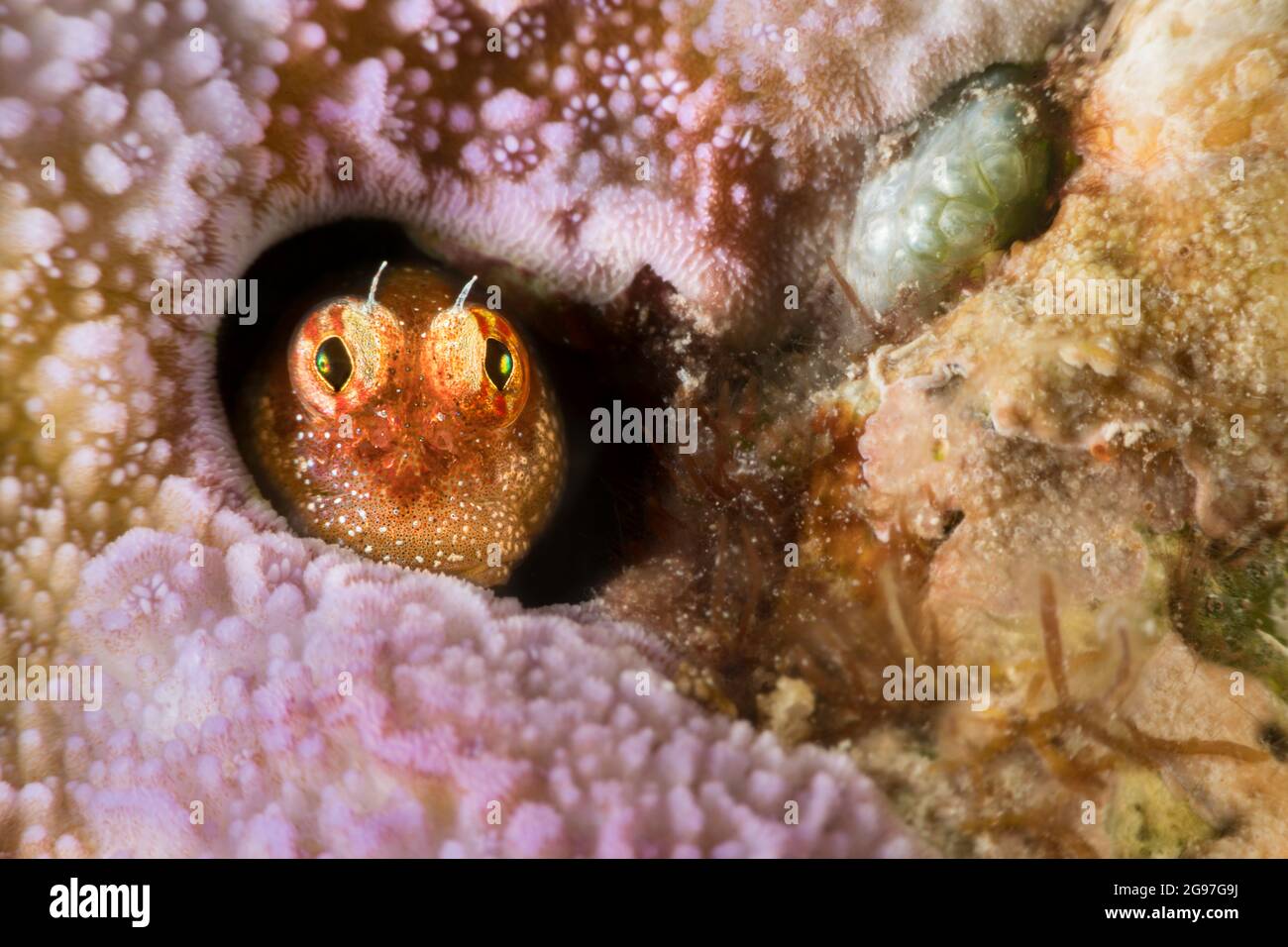 The segmented blenny, Salarias segmentatus, always stays close to its home in the coral, Yap, Micronesia. Stock Photo