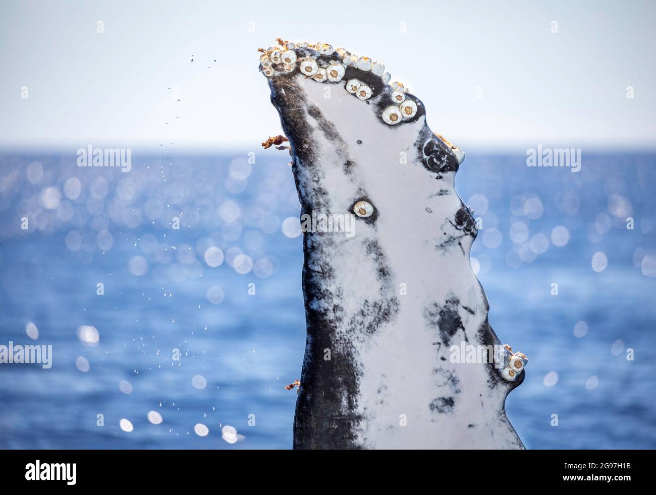 Acorn barnacles, Coronula diaderma, and goose neck barnacles, Conchorderma auritum, attached to the pectoral fin of a humpback whale, Megaptera novaea Stock Photo