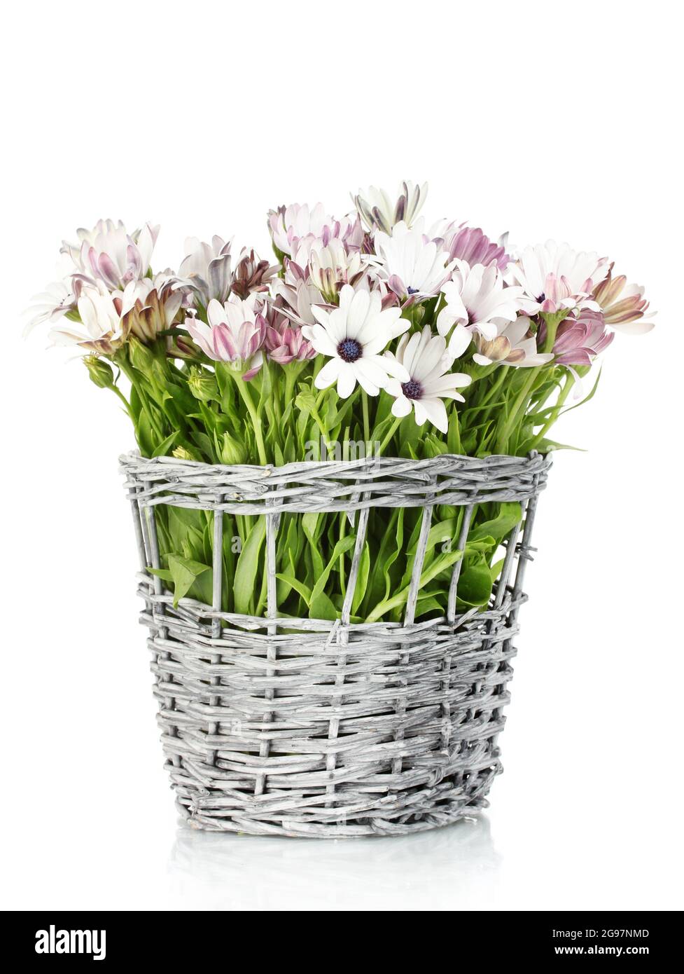 bouquet of beautiful summer flowers in wicker vase, isolated on white Stock Photo Alamy