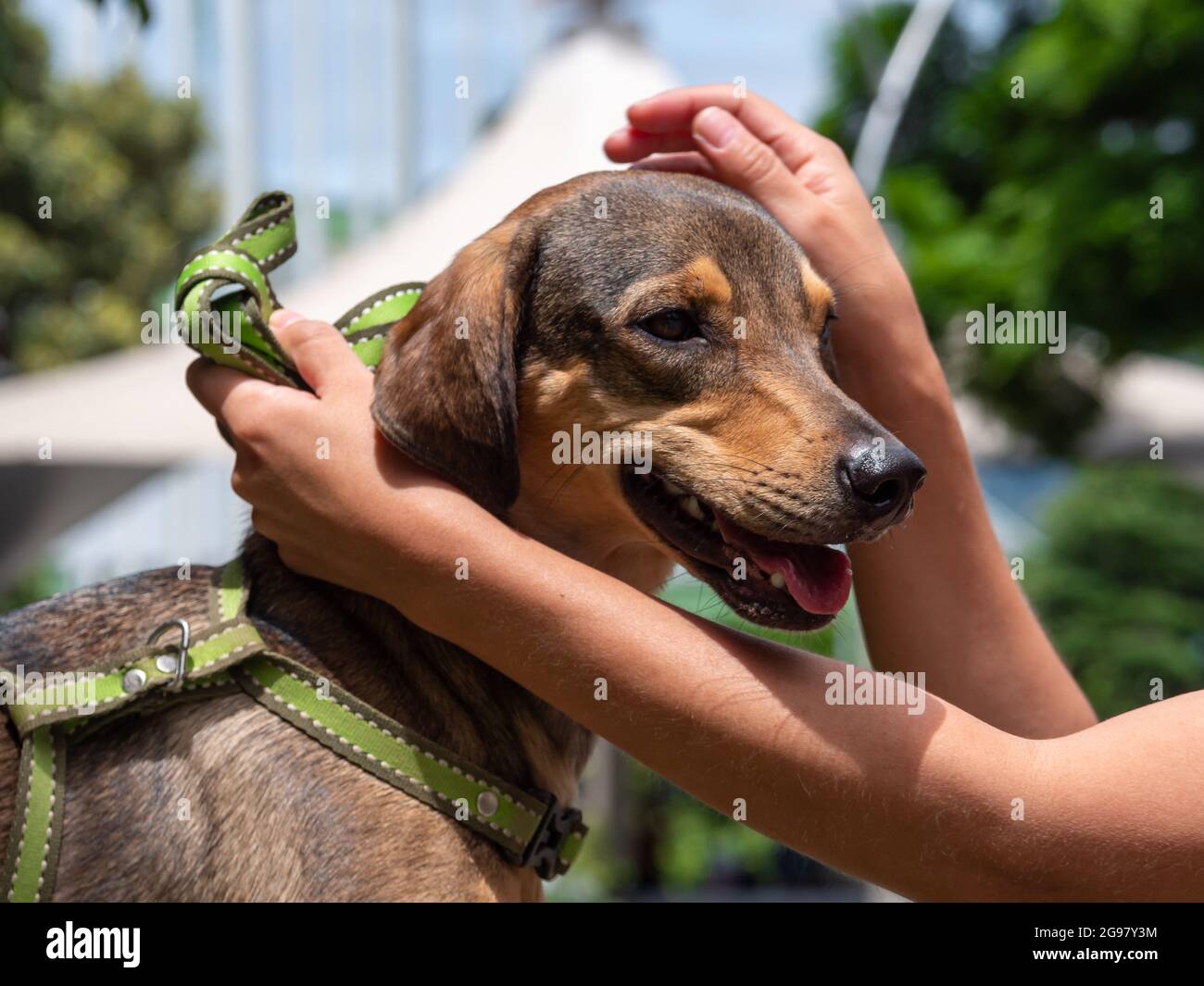 Happy Dog with Green Leech Playing Outdoors Caressed by Female Hands Stock Photo