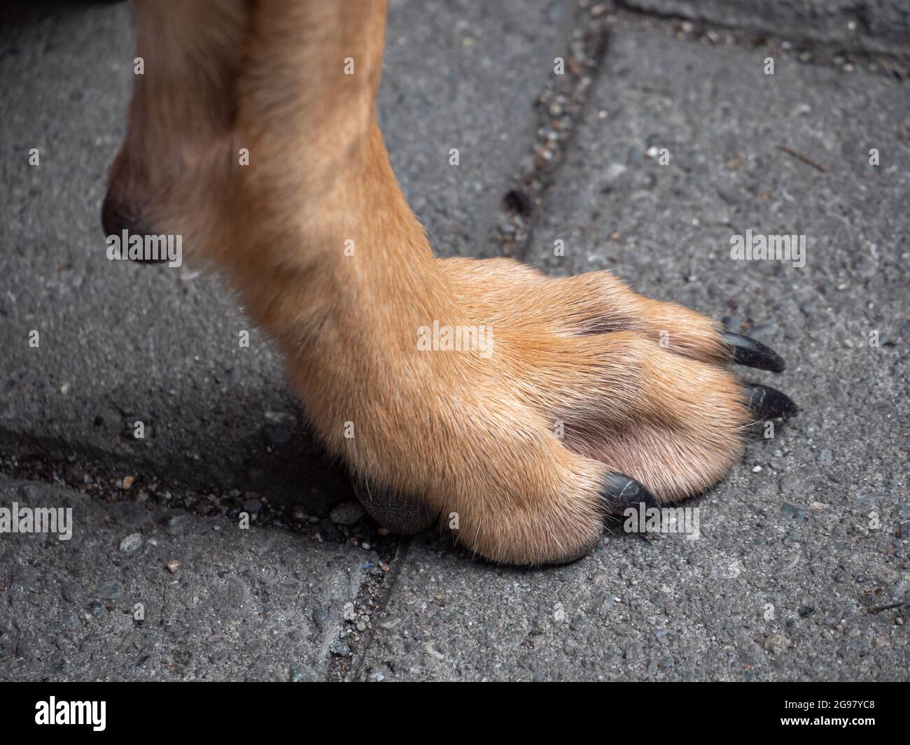 Can Dogs Walk On Concrete