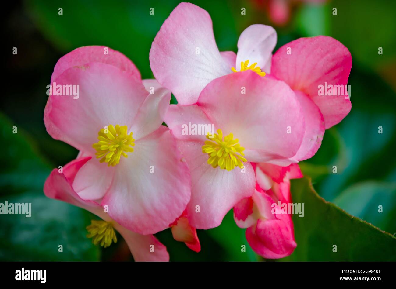 A pink begonia blooms in the garden at the Cathedral of the Immaculate
