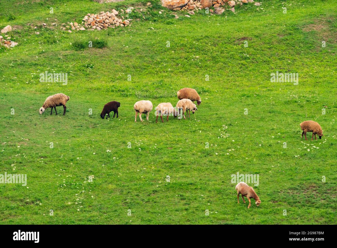 Flock of sheep on green meadow Stock Photo