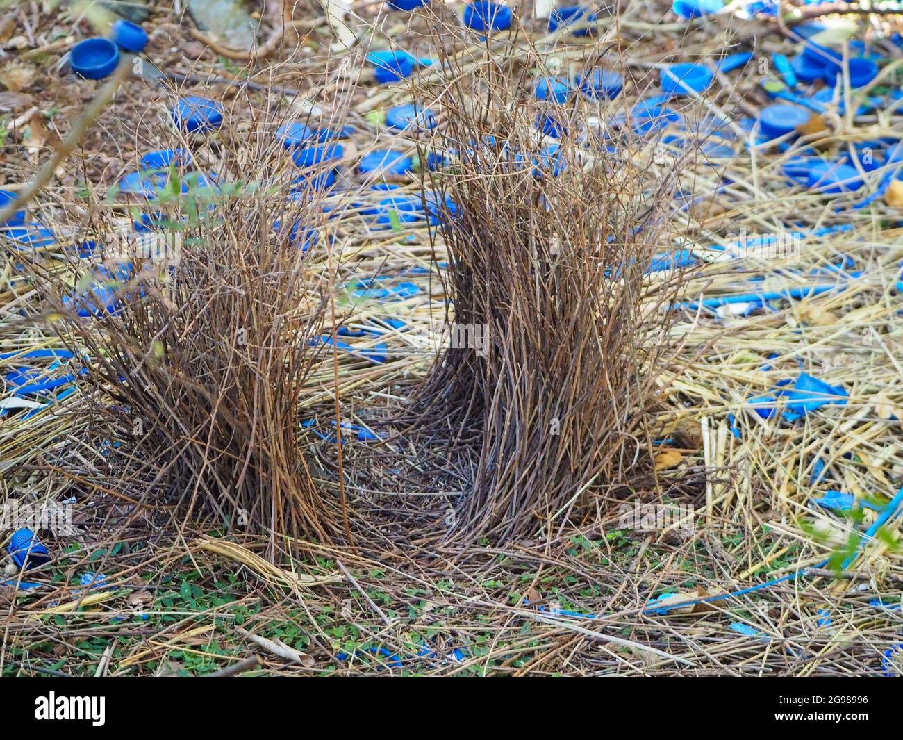 Two parallel walls of sticks are built the bower of a male Satin Bowerbird, built to impress prospective females, decorated with blue items Stock Photo