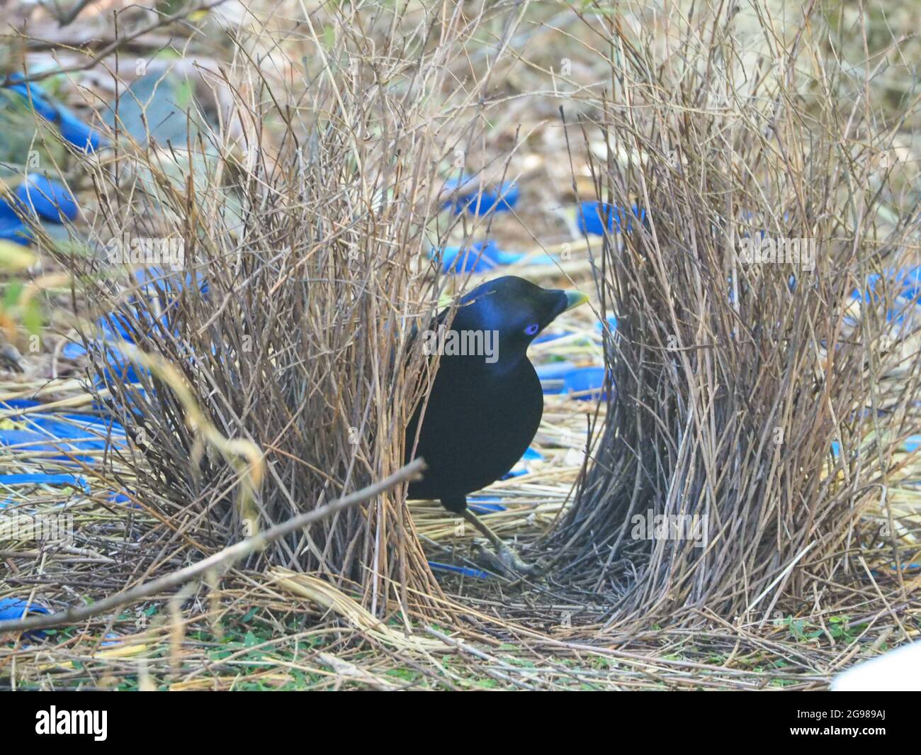 Bird.Satin Bowerbird with his Bower, 2 parallel walls of sticks decorated with collection of blue objects or treasures to impress prospective females Stock Photo