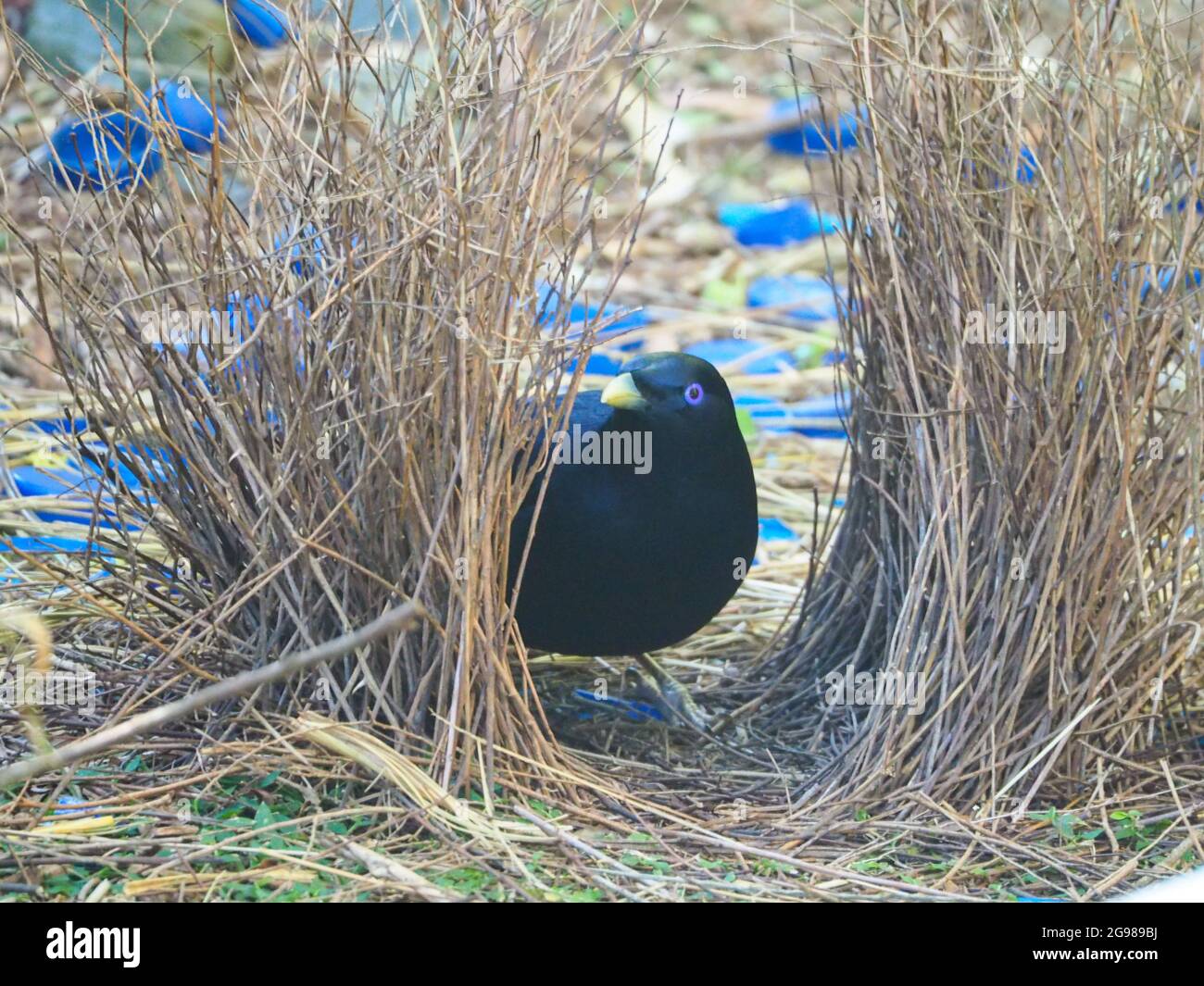 Bird.Satin Bowerbird with his Bower, 2 parallel walls of sticks decorated with collection of blue objects or treasures to impress prospective females Stock Photo