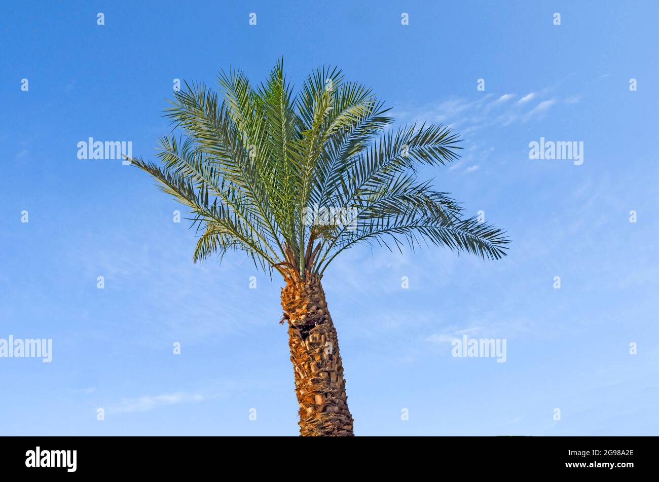Close up of palm Stock Photo - Alamy