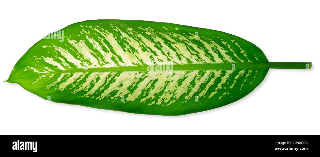 Dieffenbachia leaf ,Dumb cane leaf isolated on white background, leaf
