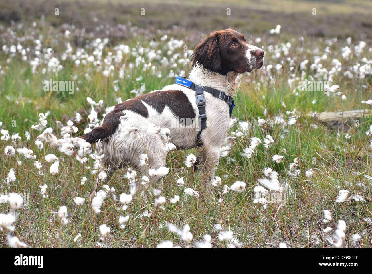 Springer Spaniel in cotton grass Pennines Calderdale West