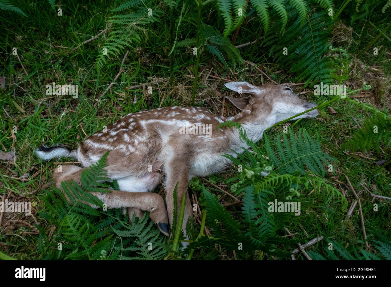 Deer dead hires stock photography and images Alamy