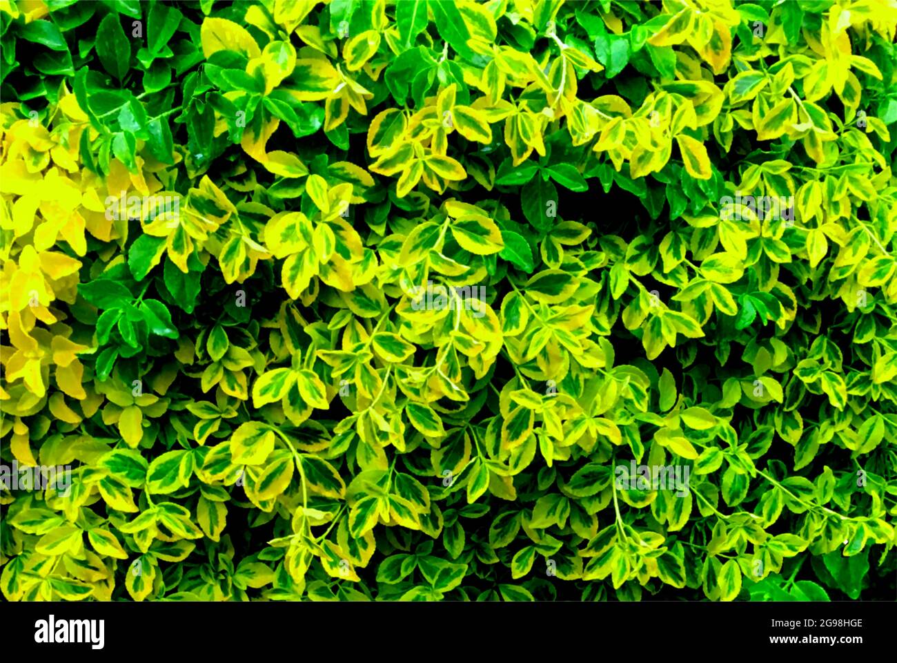 green leaf textural background Stock Photo