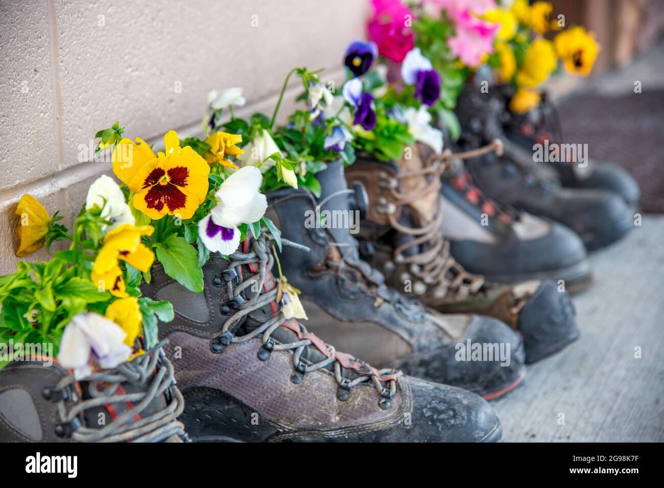 Old mountain shoes filled with beautiful flowers Stock Photo
