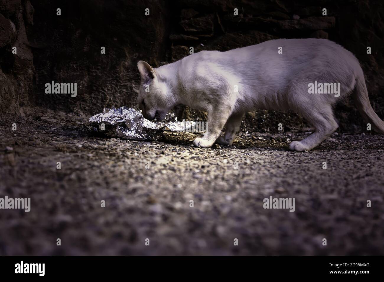 Abandoned stray cat, free animals, mammals, pets Stock Photo