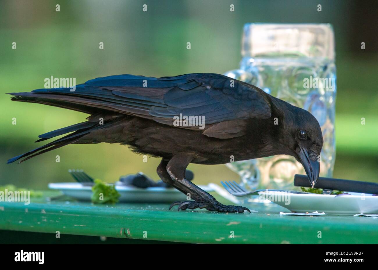 Munich, Germany. 25th July, 2021. A raven pecks the leftovers from a plate on a wet beer table at the Chinese Tower in the English Garden in the early hours of the morning. A powerful thunderstorm had driven away the guests the night before. Credit: Peter Kneffel/dpa/Alamy Live News Stock Photo