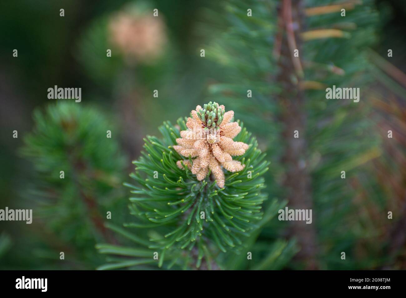 Sprig of young dwarf spruce in the spring Stock Photo