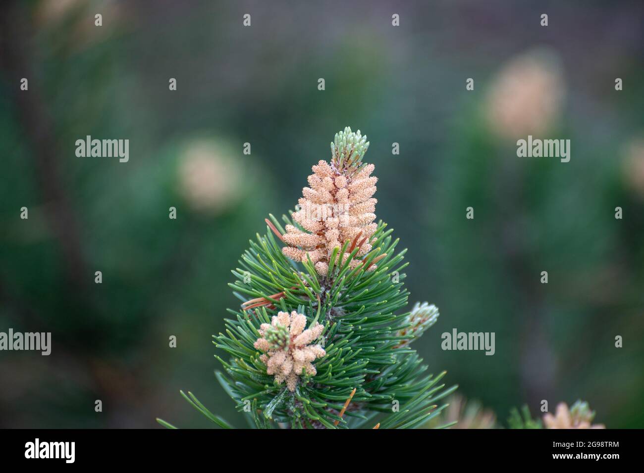 Sprig of young dwarf spruce in the spring Stock Photo