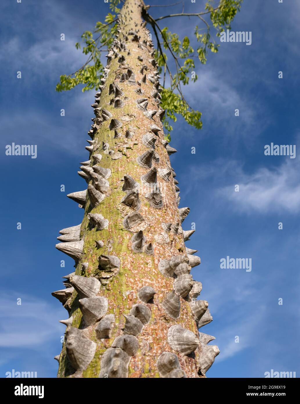 Ceiba speciosa tree trunk close up on a summer day. Stock Photo