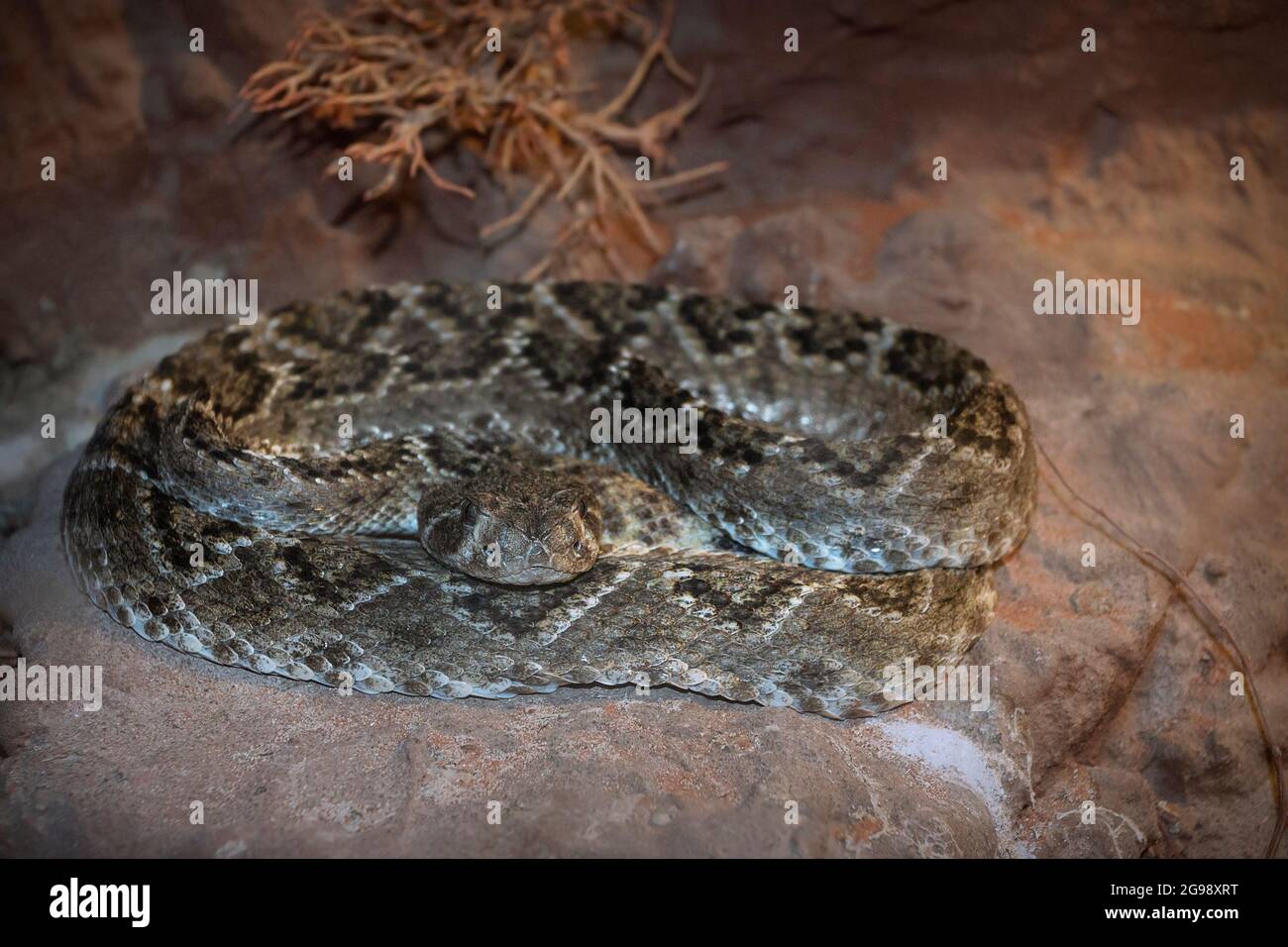 large diamond rattlesnake close up ( Crotalus atrox ) Stock Photo