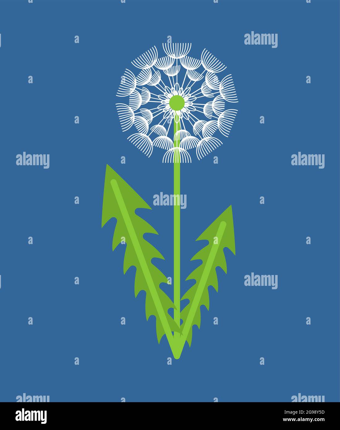 Dandelion isolated. blowball blossom flower vector illustration Stock Vector