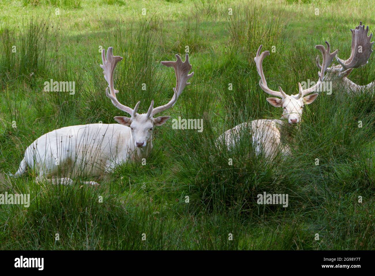 Albino animal hi-res stock photography and images - Alamy