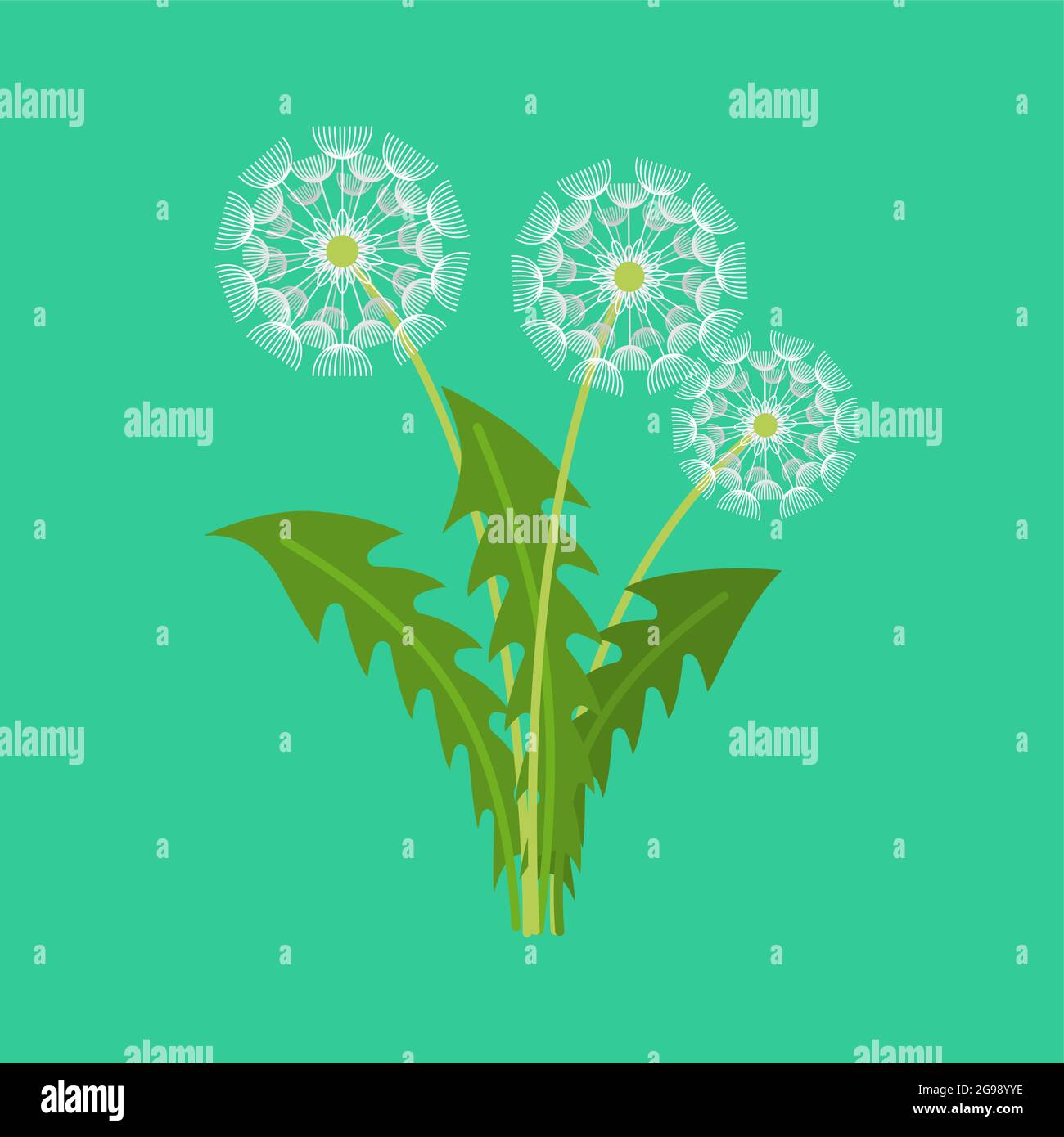 Dandelion isolated. blowball blossom flower vector illustration Stock Vector