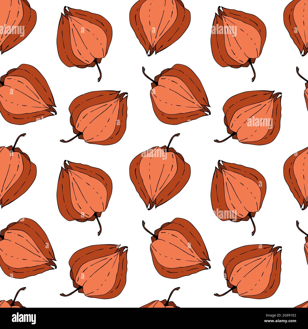 Physalis pattern seamless doodling hand drawing on a white background. Vector illustration Stock Vector