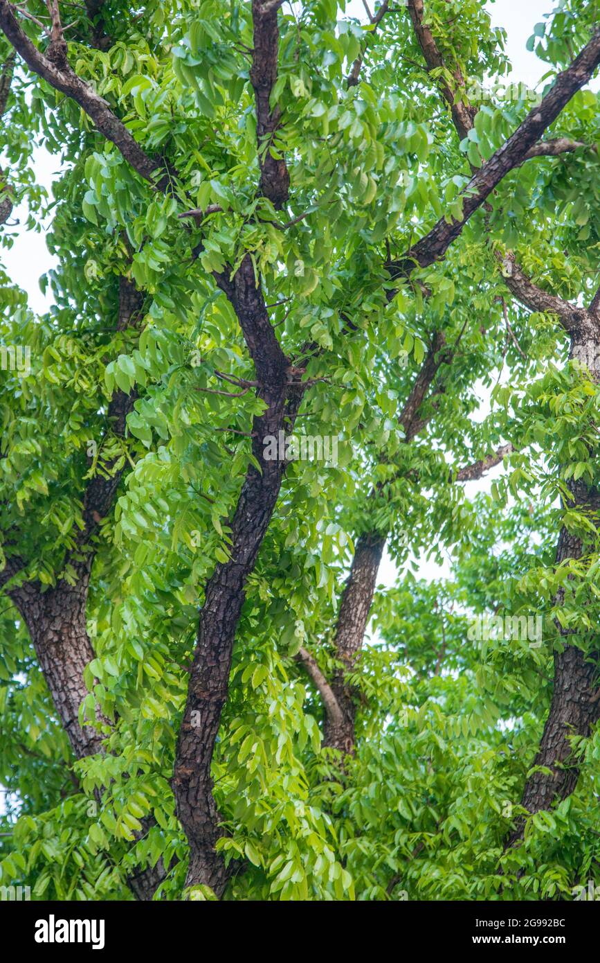 Tree at Khulna , Bangladesh Stock Photo Alamy