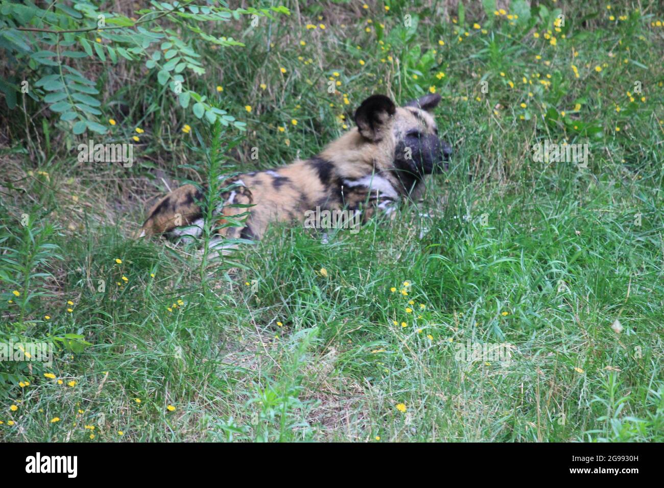 African wild dog in Overloon zoo, the Netherlands Stock Photo