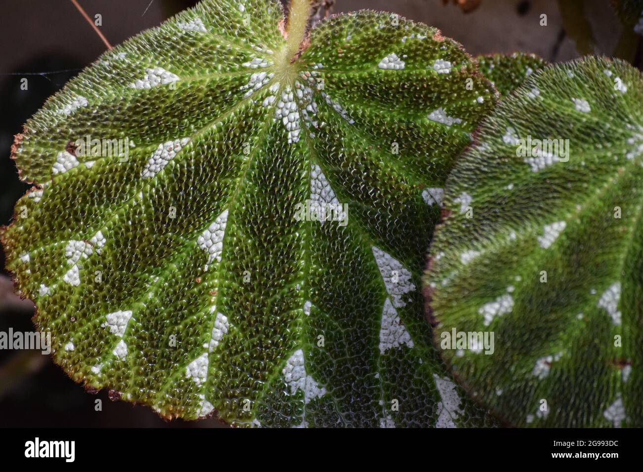 a Leaf of begonia versicolor Stock Photo Alamy