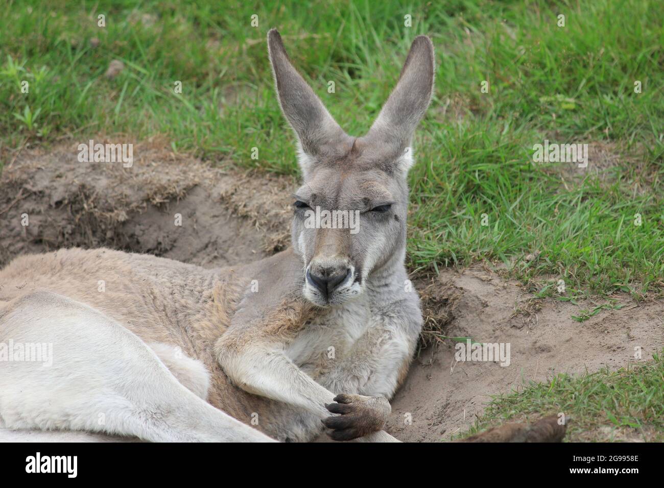 Red kangaroo in Overloon zoo, the Netherlands Stock Photo