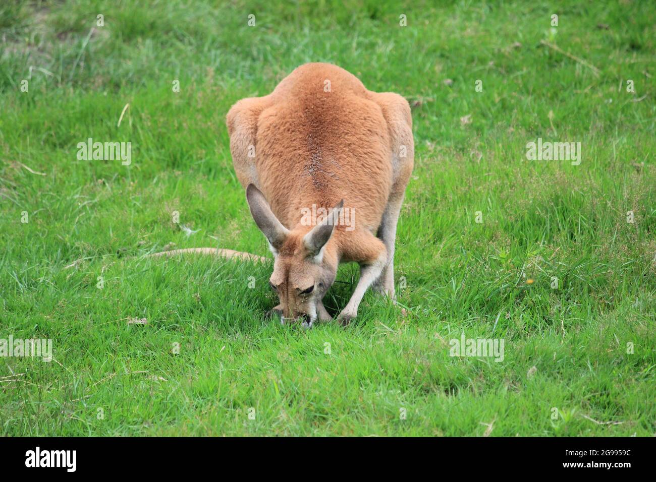 Red kangaroo in Overloon zoo Stock Photo