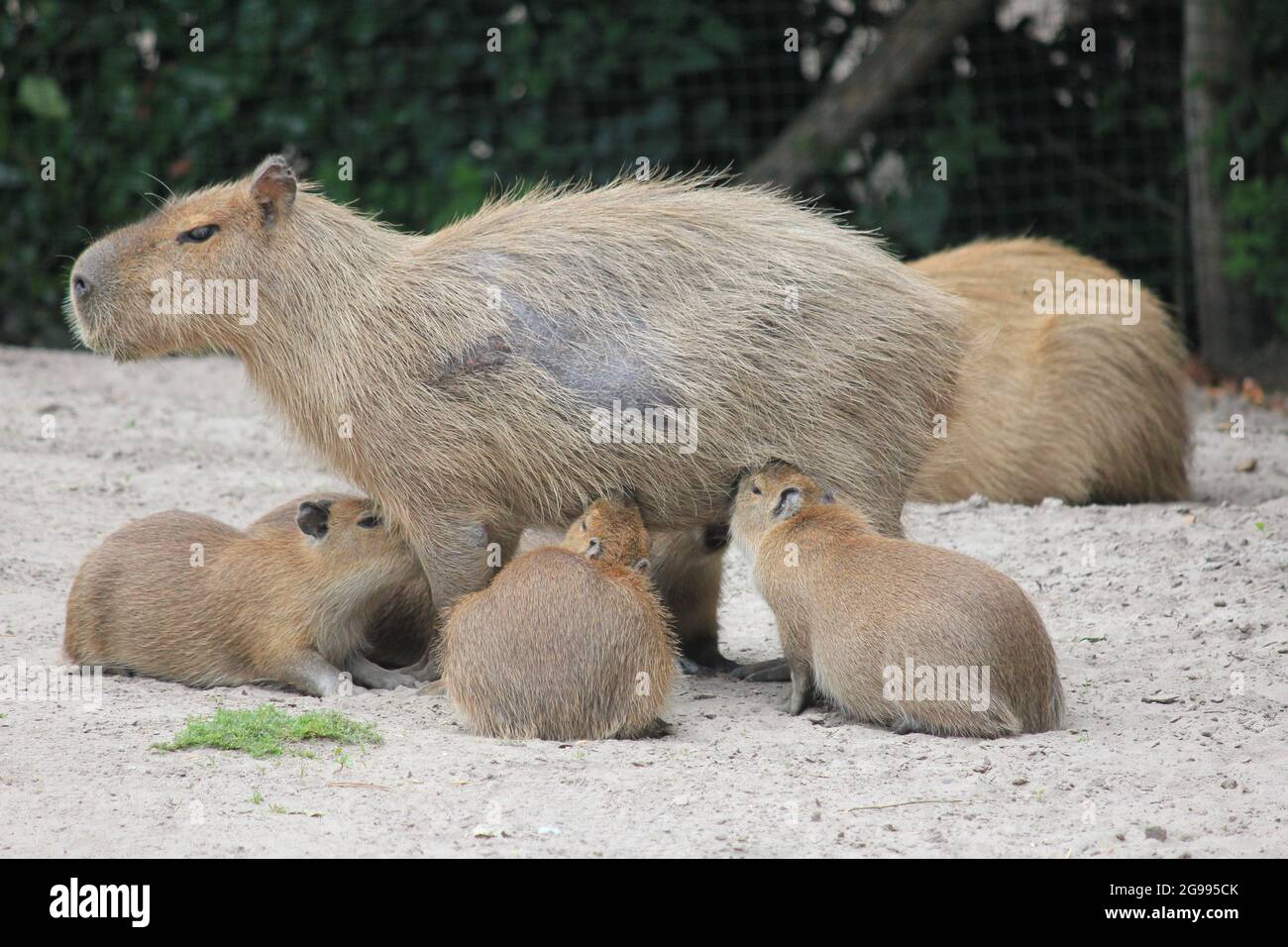 Cabybara hi-res stock photography and images - Alamy