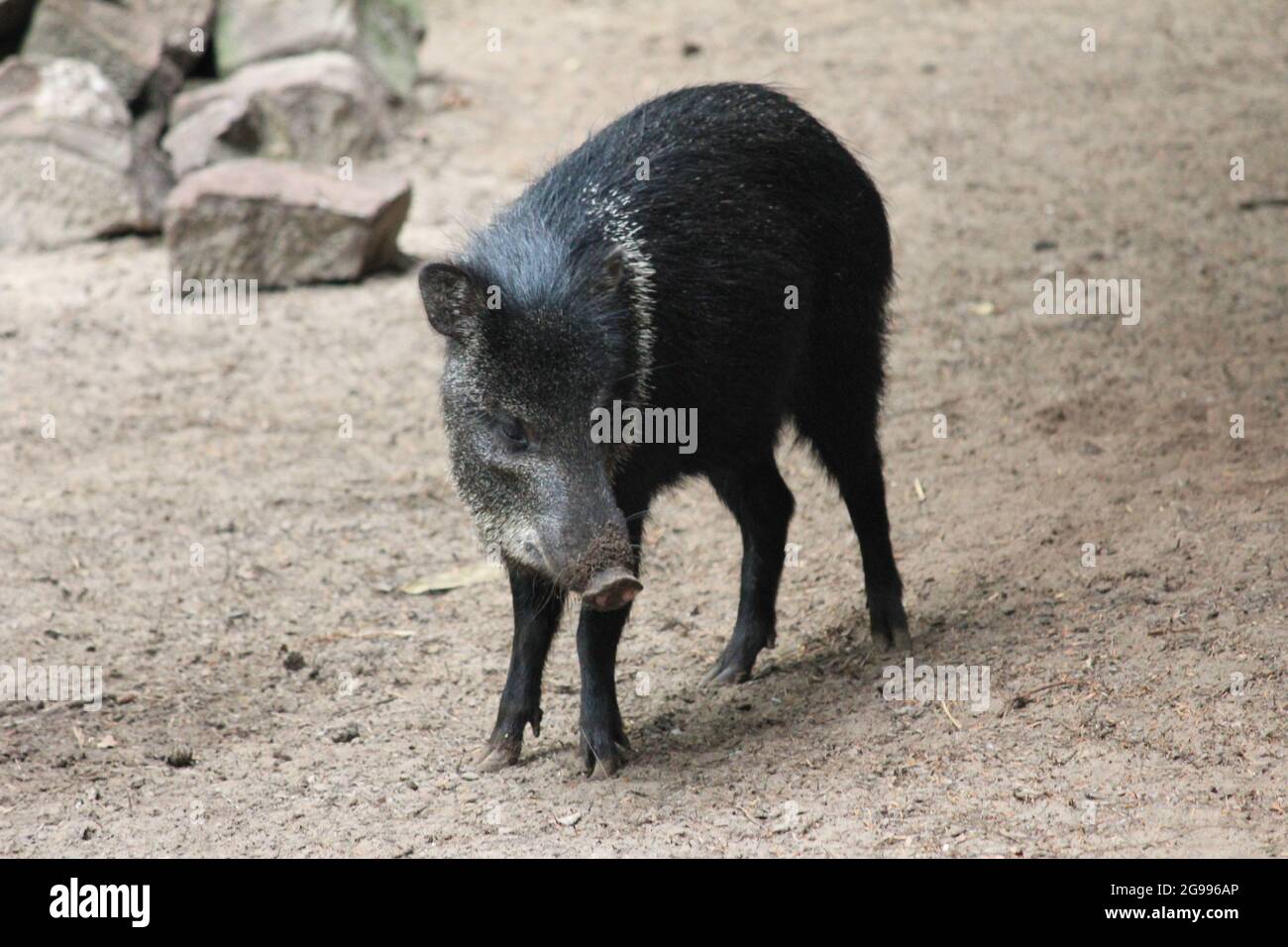 Collared peccary in Overloon zoo in the Netherlands Stock Photo