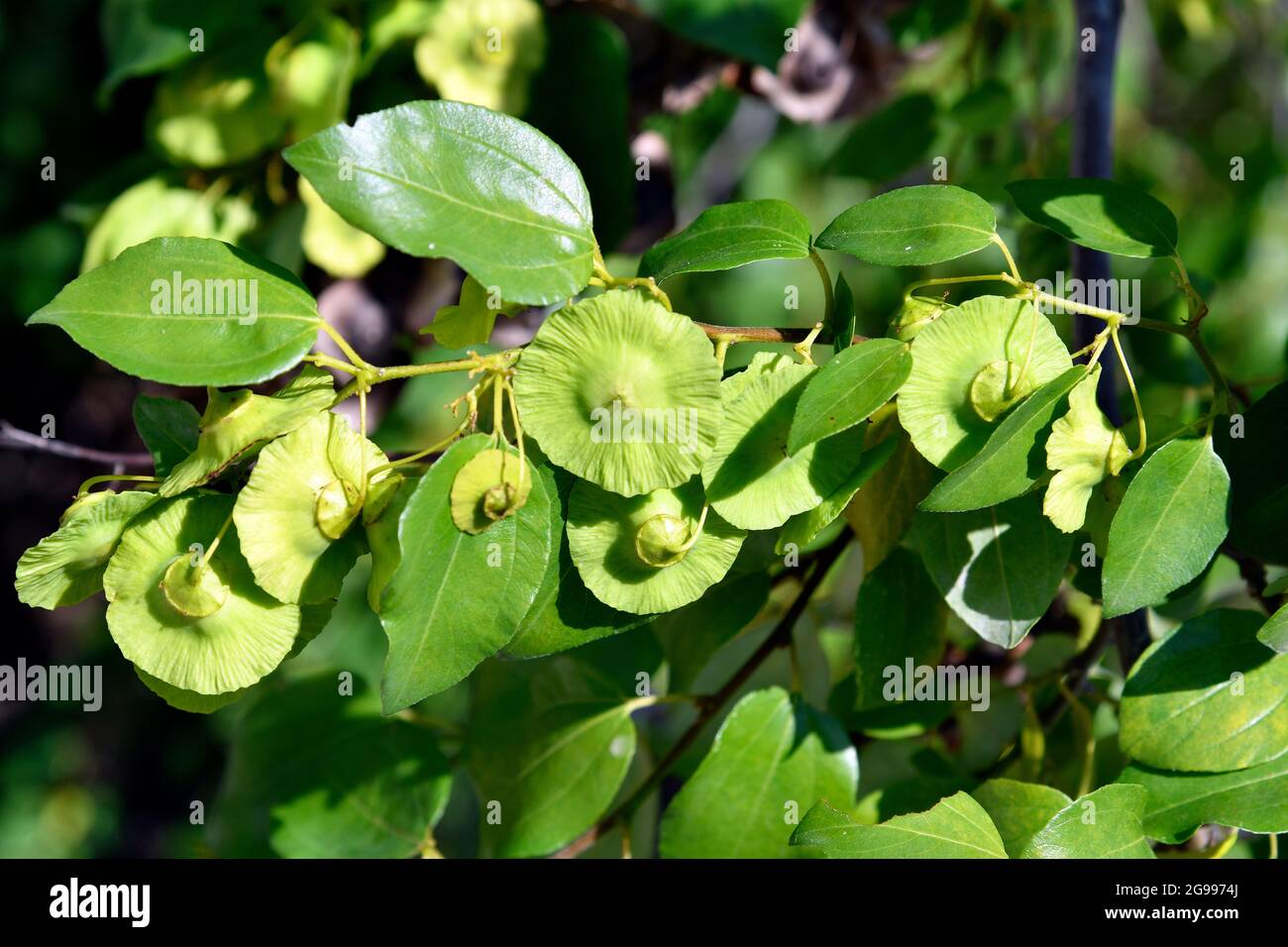 Greece, leaves and seeds of an Elm Tree on Lake Kerkini in Central Macedonia Stock Photo