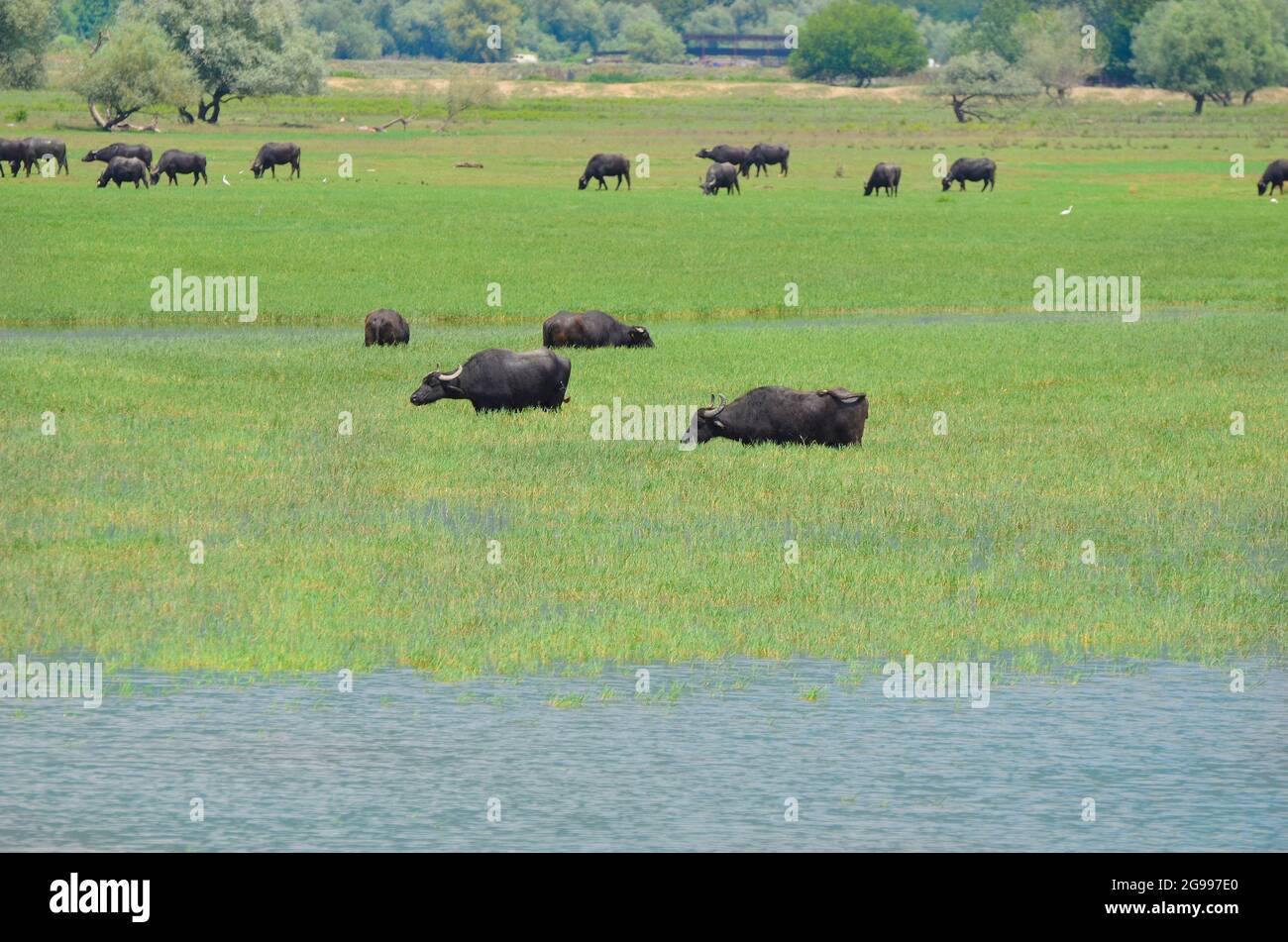 Greece, Landscape with water buffalos on Lake Kerkini in Central Macedonia Stock Photo