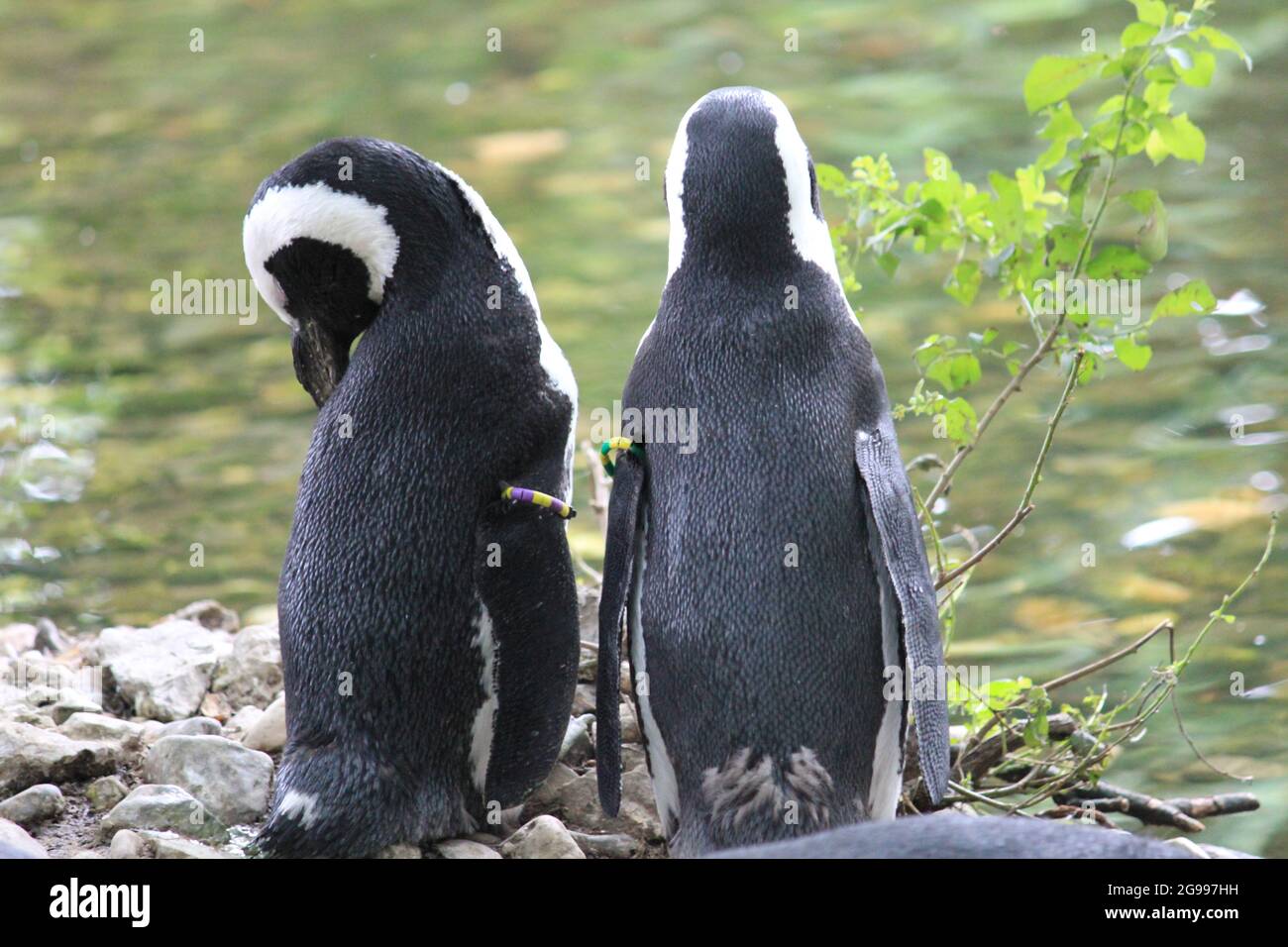 African penguin in Overloon zoo in the Netherlands Stock Photo
