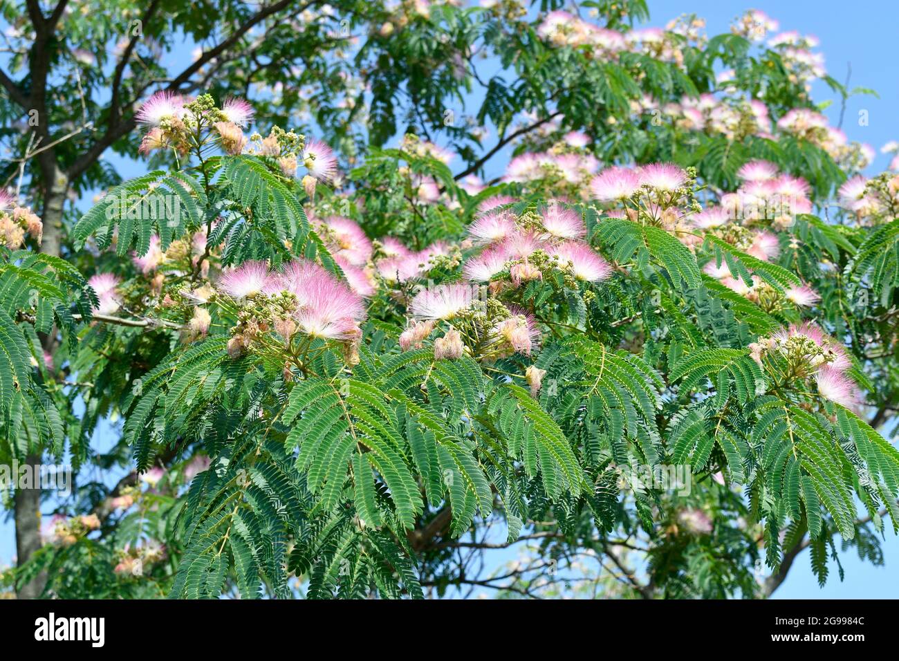 Greece, flowering rain tree, belonging to the mimosa family Stock Photo