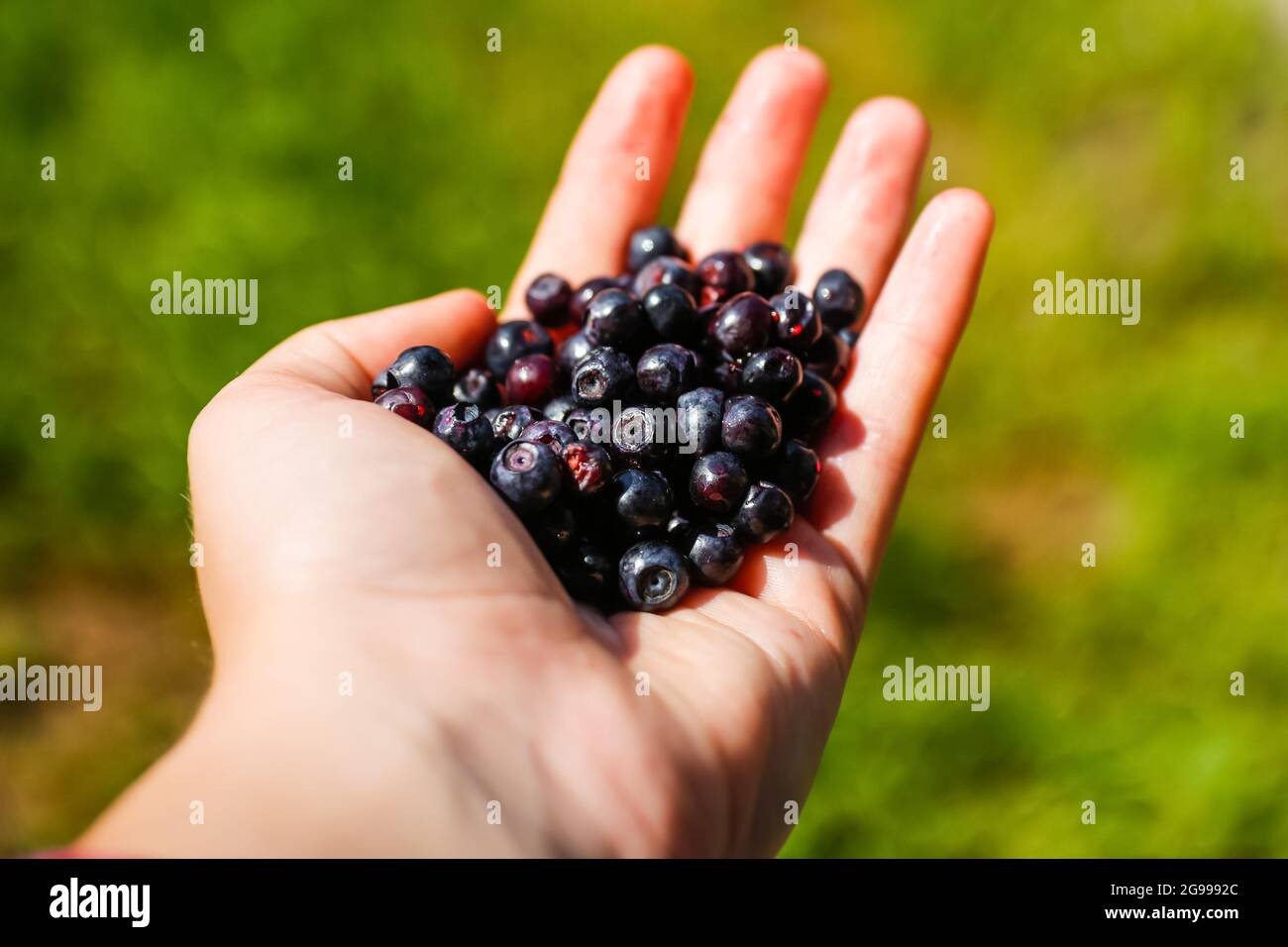 Female hand holding handful of blueberry, bilberry, showing and giving ...