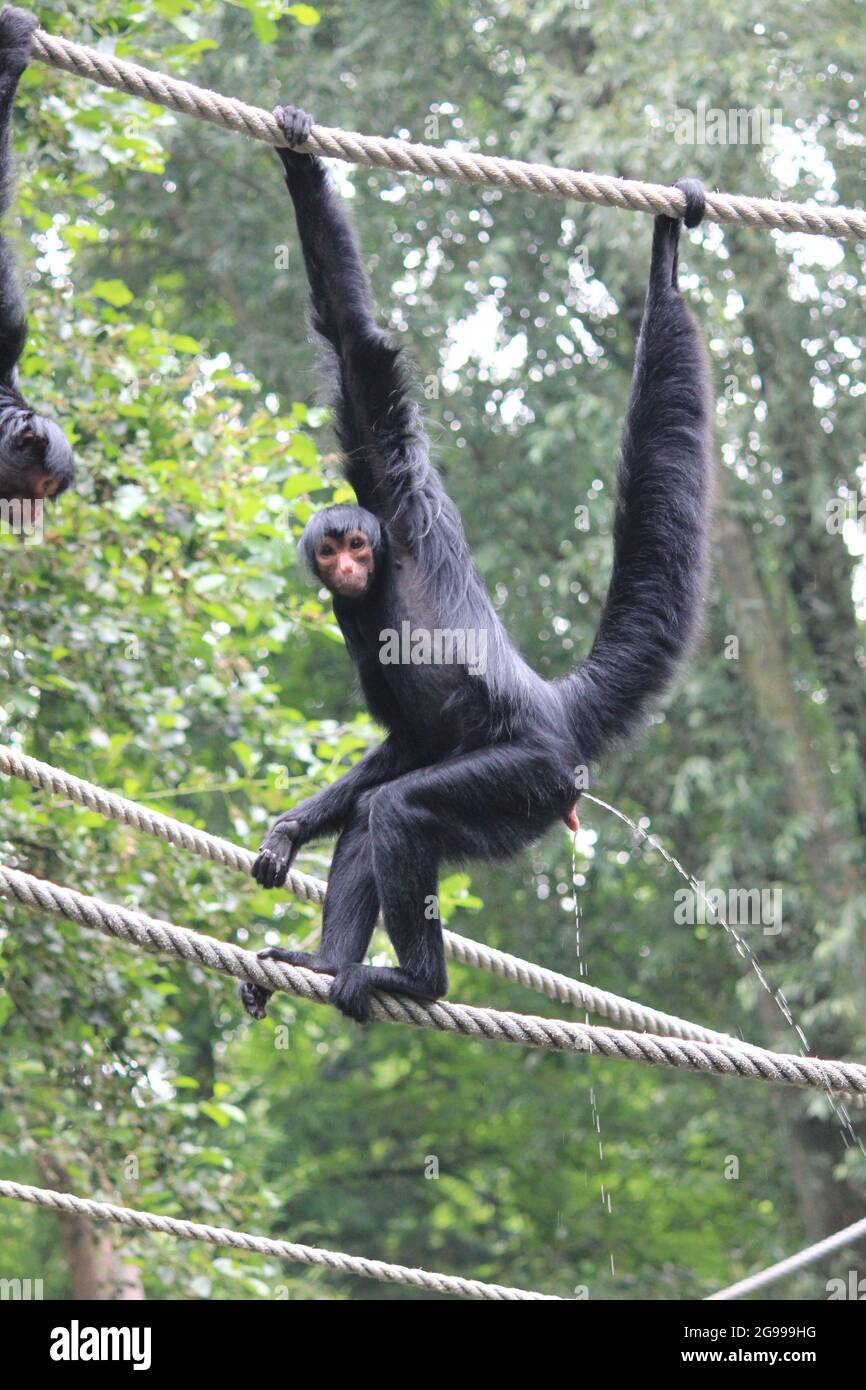 Guiana spider monkey red faced black hi-res stock photography and