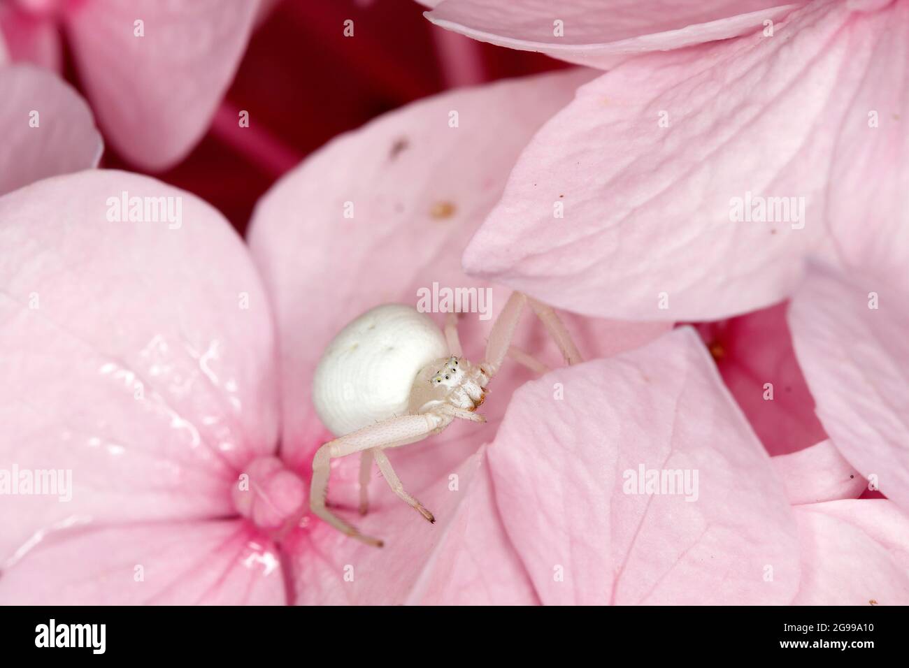 Pink crab spider hi-res stock photography and images - Alamy