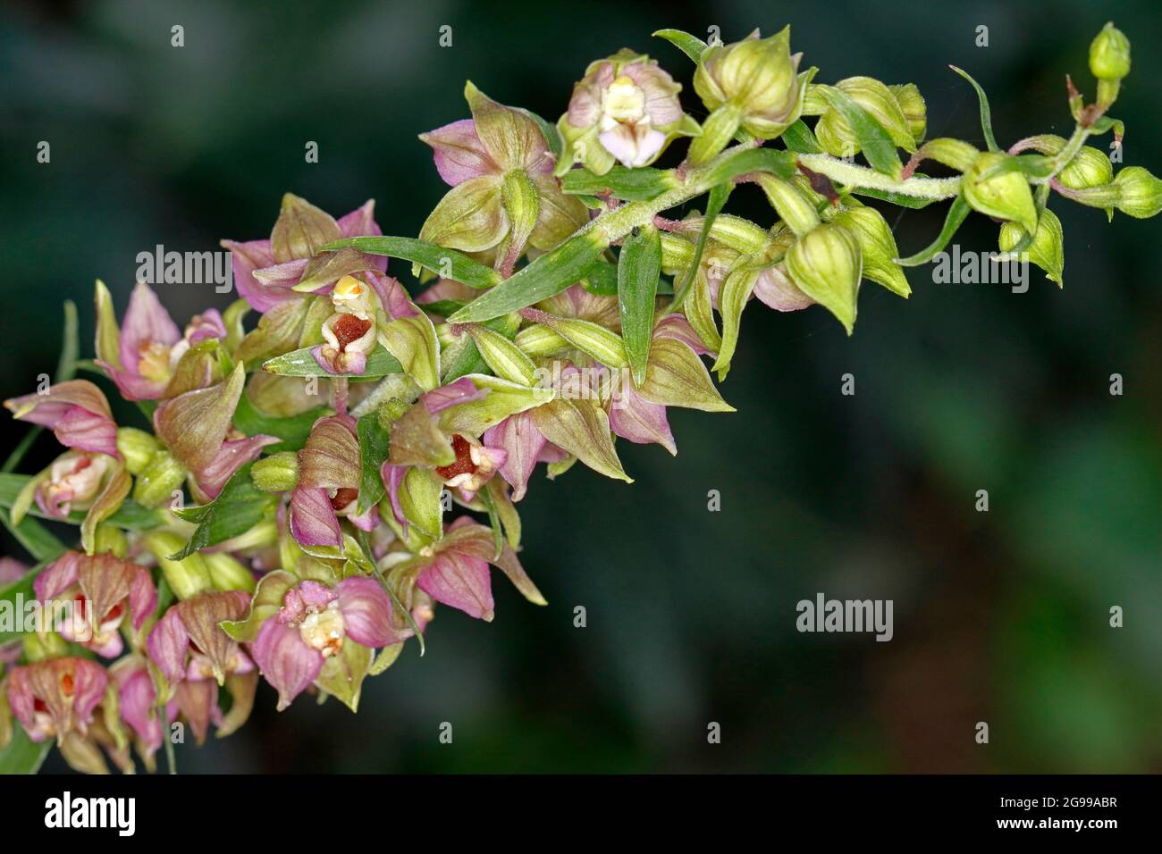 The blossoms of the epipactis helleborine Stock Photo