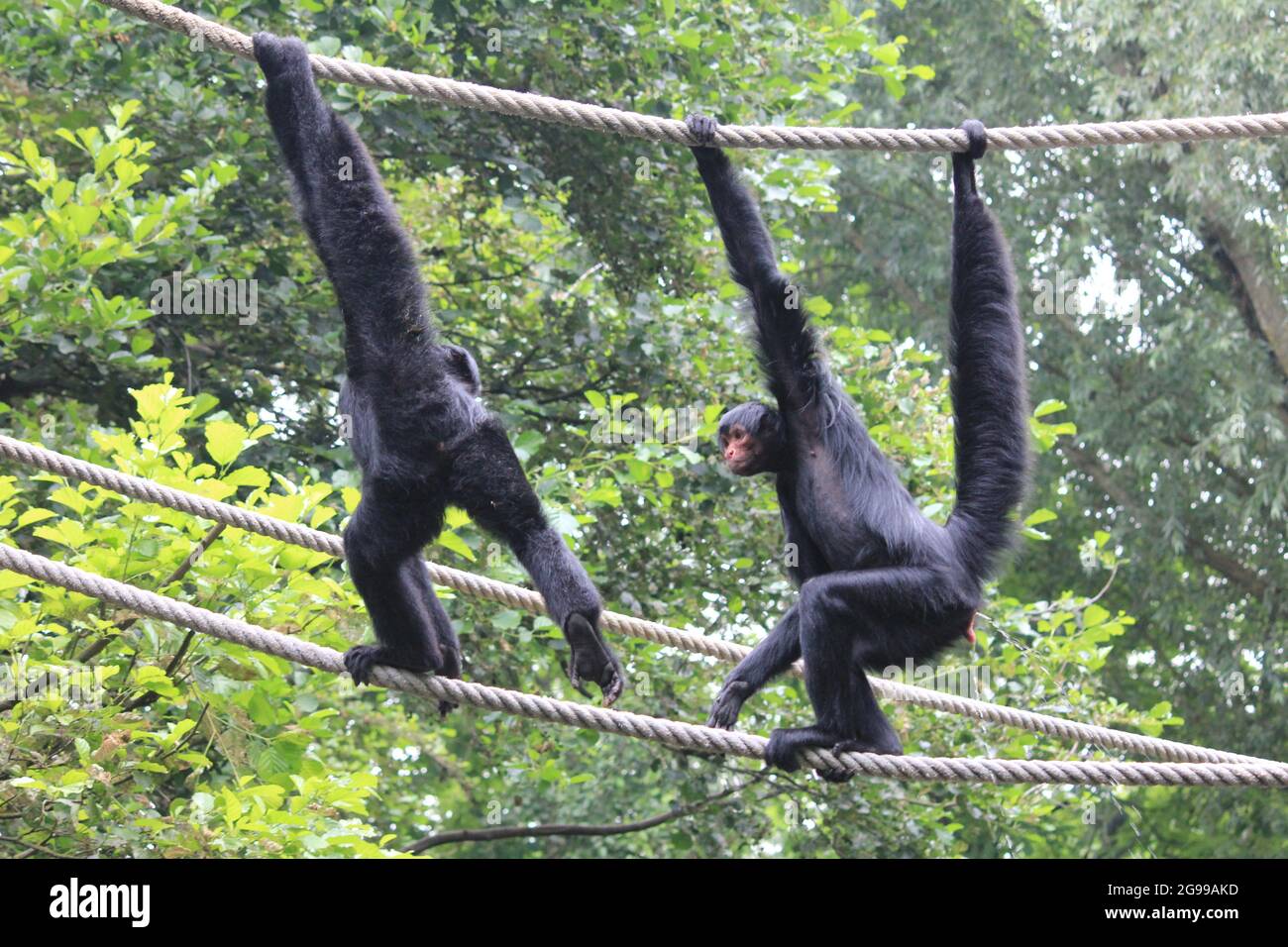 Guiana spider monkey red faced black hi-res stock photography and ...